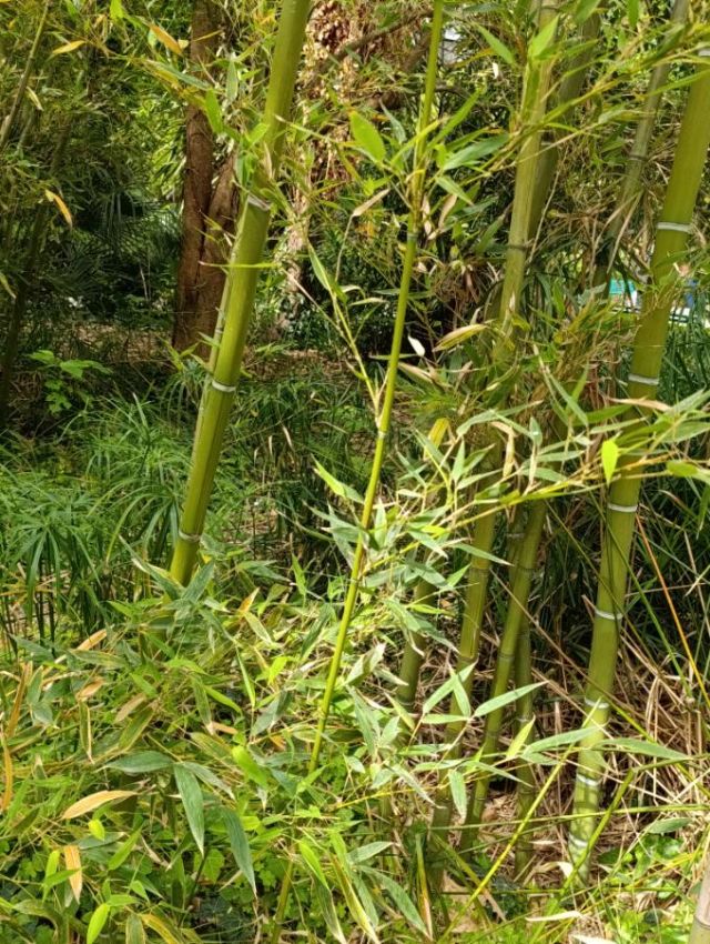 Phyllostachys? Quale specie?